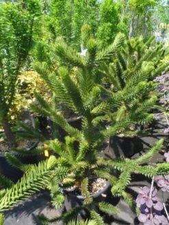Apeboom (Araucaria Araucana) -Tuinplanten Winkel araucaria araucana 100 125 150