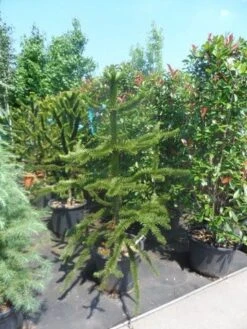 Apeboom (Araucaria Araucana) -Tuinplanten Winkel araucaria araucana 150 175