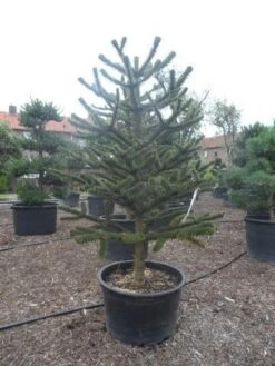 Apeboom (Araucaria Araucana) -Tuinplanten Winkel araucaria araucana 225 250
