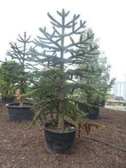 Apeboom (Araucaria Araucana) -Tuinplanten Winkel araucaria araucana 275 300