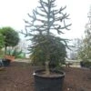 Apeboom (Araucaria Araucana) 2 Apeboom (Araucaria Araucana) -Tuinplanten Winkel araucaria araucana 300 325