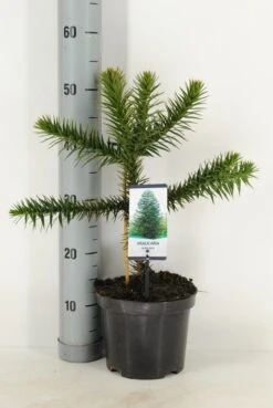 Apeboom (Araucaria Araucana) -Tuinplanten Winkel araucaria araucana c3 m 1
