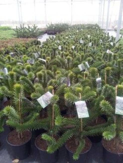 Apeboom (Araucaria Araucana) -Tuinplanten Winkel araucaria c15