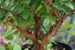 Aardbeiboom Als Struik (Arbutus Unedo) -Tuinplanten Winkel arbutus unedo lm03