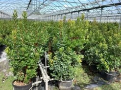 Aardbeiboom Als Struik (Arbutus Unedo) -Tuinplanten Winkel arbutus unedo 1 1