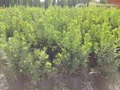 Aardbeiboom Als Struik (Arbutus Unedo) -Tuinplanten Winkel arbutus unedo 4