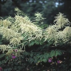 Geitebaard (Aruncus Dioicus)