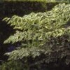 Duivelswandelstok (Aralia Elata 'Variegata')
