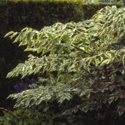 Duivelswandelstok (Aralia Elata 'Variegata')