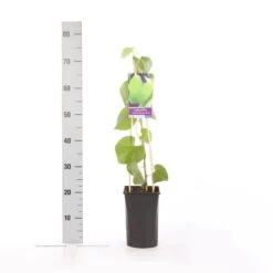 Duitse Pijp (Aristolochia Macropylla) -Tuinplanten Winkel aristolochia durior macrophylla