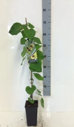 Duitse Pijp (Aristolochia Macropylla) -Tuinplanten Winkel aristolochia macrophylla 80 100 c2