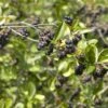 Appelbes (Aronia Prunifolia 'Viking') -Tuinplanten Winkel aronia x prunifolia viking