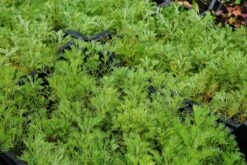 Citroenkruid (Artemisia Abrotanum) 9 Citroenkruid (Artemisia Abrotanum) -Tuinplanten Winkel artemisia abrotanum lm01