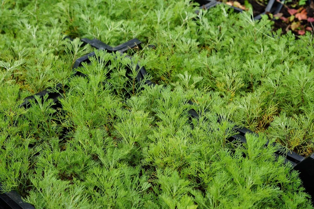 Citroenkruid (Artemisia Abrotanum) 6 Citroenkruid (Artemisia Abrotanum) - Afbeelding 4