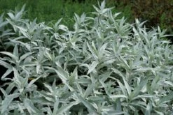 Bijvoet (Artemisia Ludoviciana 'Valerie Finnis') 9 Bijvoet (Artemisia Ludoviciana 'Valerie Finnis') -Tuinplanten Winkel artemisia valeriefinnis lm01