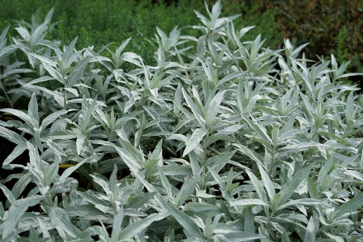 Bijvoet (Artemisia Ludoviciana 'Valerie Finnis') 6 Bijvoet (Artemisia Ludoviciana 'Valerie Finnis') - Afbeelding 4