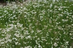 Citroenkruid (Artemisia Abrotanum) 7 Citroenkruid (Artemisia Abrotanum) -Tuinplanten Winkel artemisia arbrotanum 1