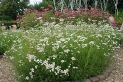 Citroenkruid (Artemisia Abrotanum) 8 Citroenkruid (Artemisia Abrotanum) -Tuinplanten Winkel artemisia arbrotanum 2