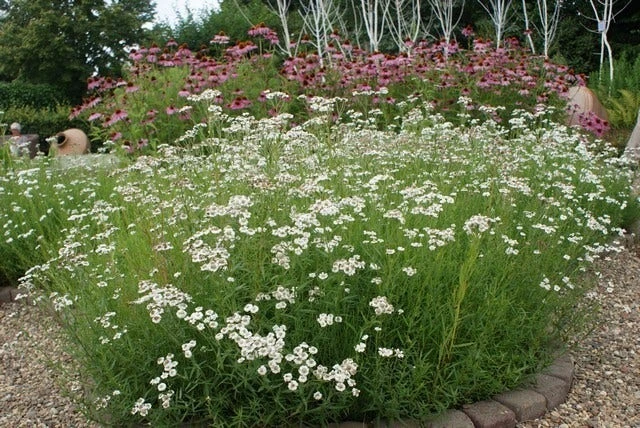 Citroenkruid (Artemisia Abrotanum) 5 Citroenkruid (Artemisia Abrotanum) - Afbeelding 3