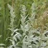 Bijvoet (Artemisia Ludoviciana 'Silver Queen')