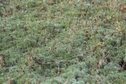 Bijvoet (Artemisia Ludoviciana 'Silver Queen') -Tuinplanten Winkel artemisia ludoviciana silver queen 3