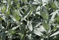 Bijvoet (Artemisia Ludoviciana 'Valerie Finnis') 7 Bijvoet (Artemisia Ludoviciana 'Valerie Finnis') -Tuinplanten Winkel artemisia ludoviciana valerie finnis 2