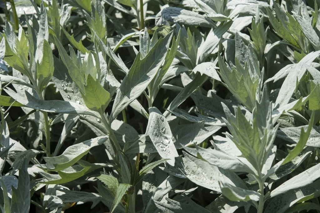 Bijvoet (Artemisia Ludoviciana 'Valerie Finnis') 4 Bijvoet (Artemisia Ludoviciana 'Valerie Finnis') - Afbeelding 2