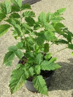 Geitebaard (Aruncus Dioicus) -Tuinplanten Winkel aruncus dioicus 2 1