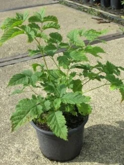 Geitebaard (Aruncus Dioicus) -Tuinplanten Winkel aruncus dioicus 3