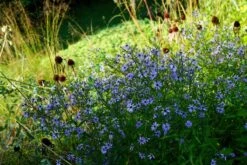 Aster (Aster 'Little Carlow') -Tuinplanten Winkel aster littlecarlow lm01b