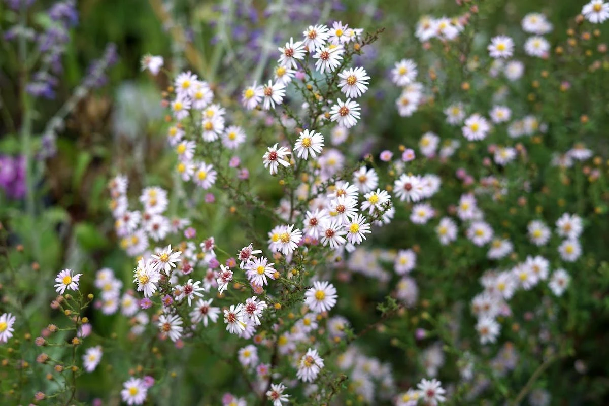 Aster (Aster Ericoides 'Pink Cloud') 3 Aster (Aster Ericoides 'Pink Cloud')