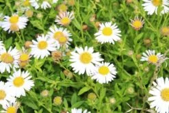 Aster (Aster Ageratoides 'Asran') -Tuinplanten Winkel aster ageratoides