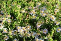 Aster (Aster Ageratoides 'Asran') -Tuinplanten Winkel aster ageratoides asran