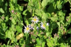 Aster (Aster Ageratoides 'Asran') -Tuinplanten Winkel aster ageratoides asran 1