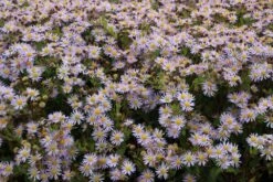 Aster (Aster Ageratoides 'Asran') -Tuinplanten Winkel aster ageratoides asran 1 1 1