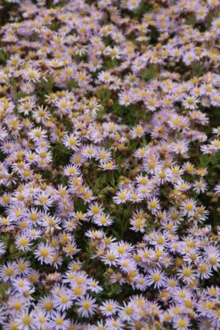 Aster (Aster Ageratoides 'Asran') -Tuinplanten Winkel aster ageratoides asran 2 1 1