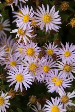 Aster (Aster Ageratoides 'Asran')