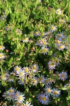 Aster (Aster Ageratoides 'Asran') -Tuinplanten Winkel aster ageratoides asran 2