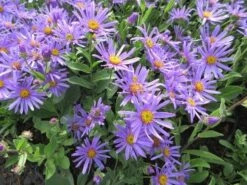 Aster (Aster Amellus 'Blue King') -Tuinplanten Winkel aster amellus blue king02