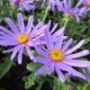 Aster (Aster Amellus 'Blue King') -Tuinplanten Winkel aster amellus blue king03