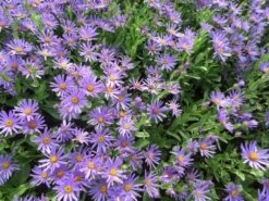 Aster (Aster Amellus 'Blue King') -Tuinplanten Winkel aster amellus blue king04