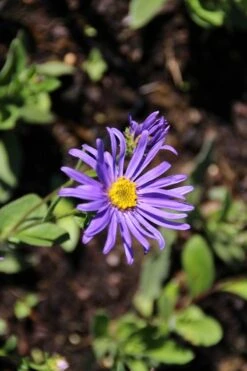 Aster (Aster Amellus 'Blue King') -Tuinplanten Winkel aster amellus blue king 2