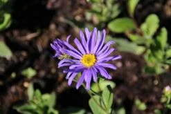 Aster (Aster Amellus 'Blue King') -Tuinplanten Winkel aster amellus blue king 3