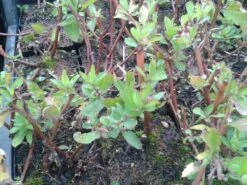Aster (Aster Ageratoides 'Asran') -Tuinplanten Winkel aster asran 1