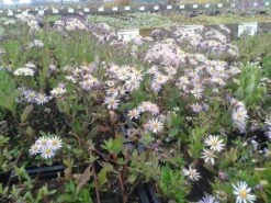 Aster (Aster Ageratoides 'Asran') -Tuinplanten Winkel aster asran 2