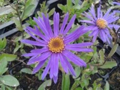 Aster (Aster Amellus 'Blue King') -Tuinplanten Winkel aster blue king 1