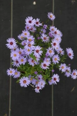 Aster (Aster 'Little Carlow') -Tuinplanten Winkel aster cord little carlow 3