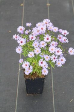 Aster (Aster 'Little Carlow') -Tuinplanten Winkel aster cord little carlow 4
