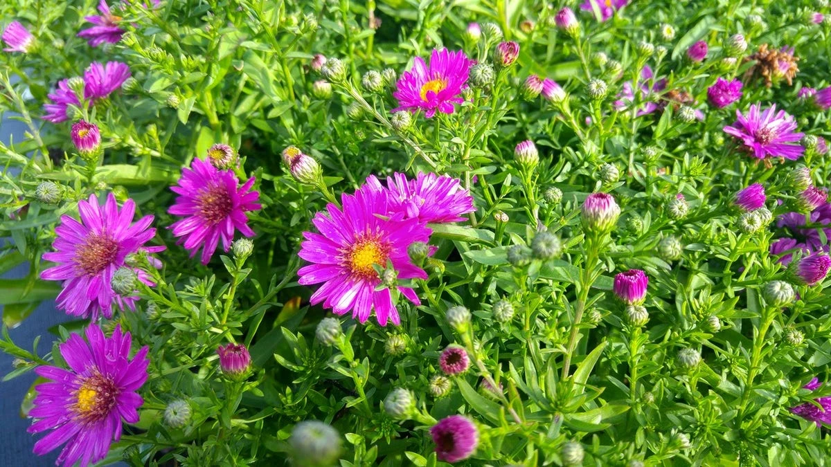 Aster (Aster 'Starlight') 4 Aster (Aster 'Starlight') - Afbeelding 2