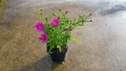 Aster (Aster 'Starlight') 11 Aster (Aster 'Starlight') -Tuinplanten Winkel aster d starlight 4